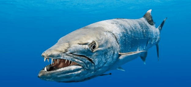 РИО ТИНТО МОНГОЛЫН ТАЛЫГ ХҮЧГҮЙДҮҮЛЭХ ЗОРИЛГООР МАХЧИН ЗАГАСНЫ НЭРТЭЙ ПИАР КАМПАНИТ АЖЛЫГ ХЭРЭГЖҮҮЛСЭН ҮҮ? 